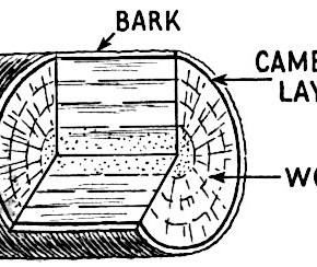 Cross section of a trunk