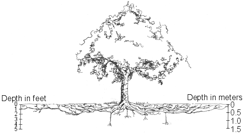 Root system of trees