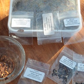 stratification of seeds