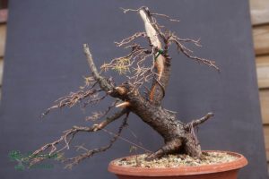 Larix after first styling