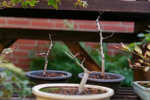 Fagus crenata and Acer palmatum prepre bonsai