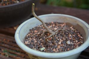 Malus expose root prepre bonsai