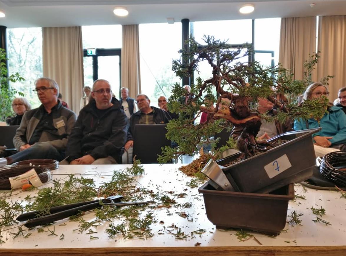 bonsai zalijevanje Bonsai Syzygium – tropski bonsai s gustom krošnjom i profinjenim izgledom,  idealan za unutrašnjost – Secret Garden Plant Shop main image 1
