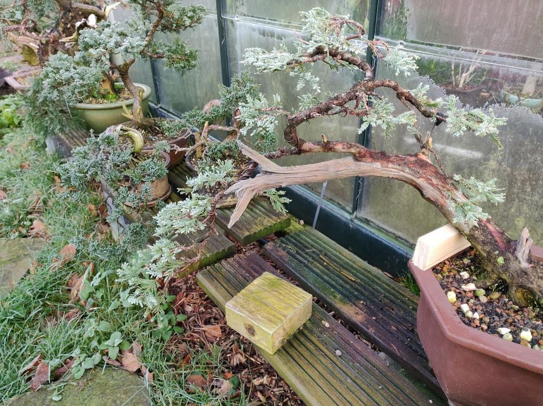 Bonsai winter protection - Growing Bonsai