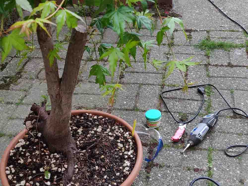 Pre-bonsai maple ready for trunk removal