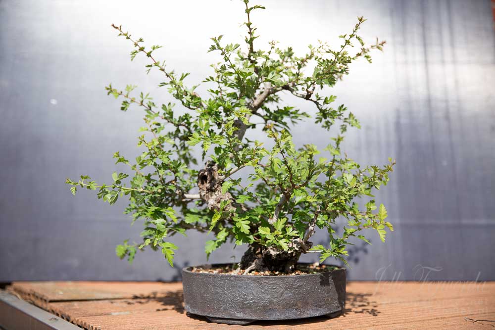 Bonsai hawthorn after spring trim