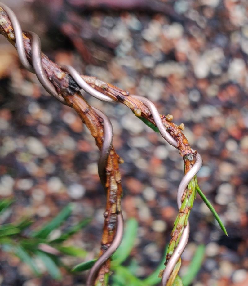 Buds appearing on taxus branch