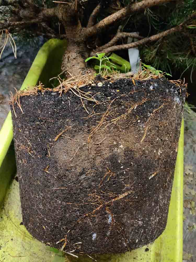 Mugo pine rootball