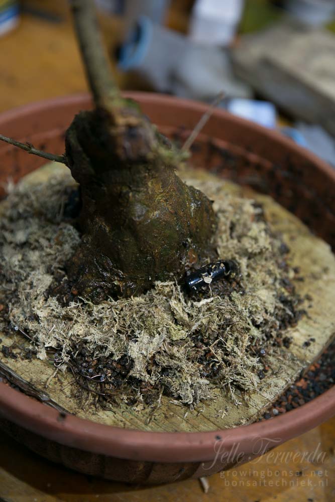 Ebihara nebari technique on trident maple bonsai