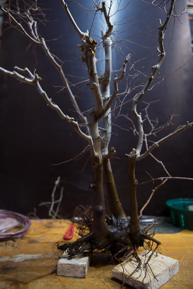 Zelkova bonsai group of 3