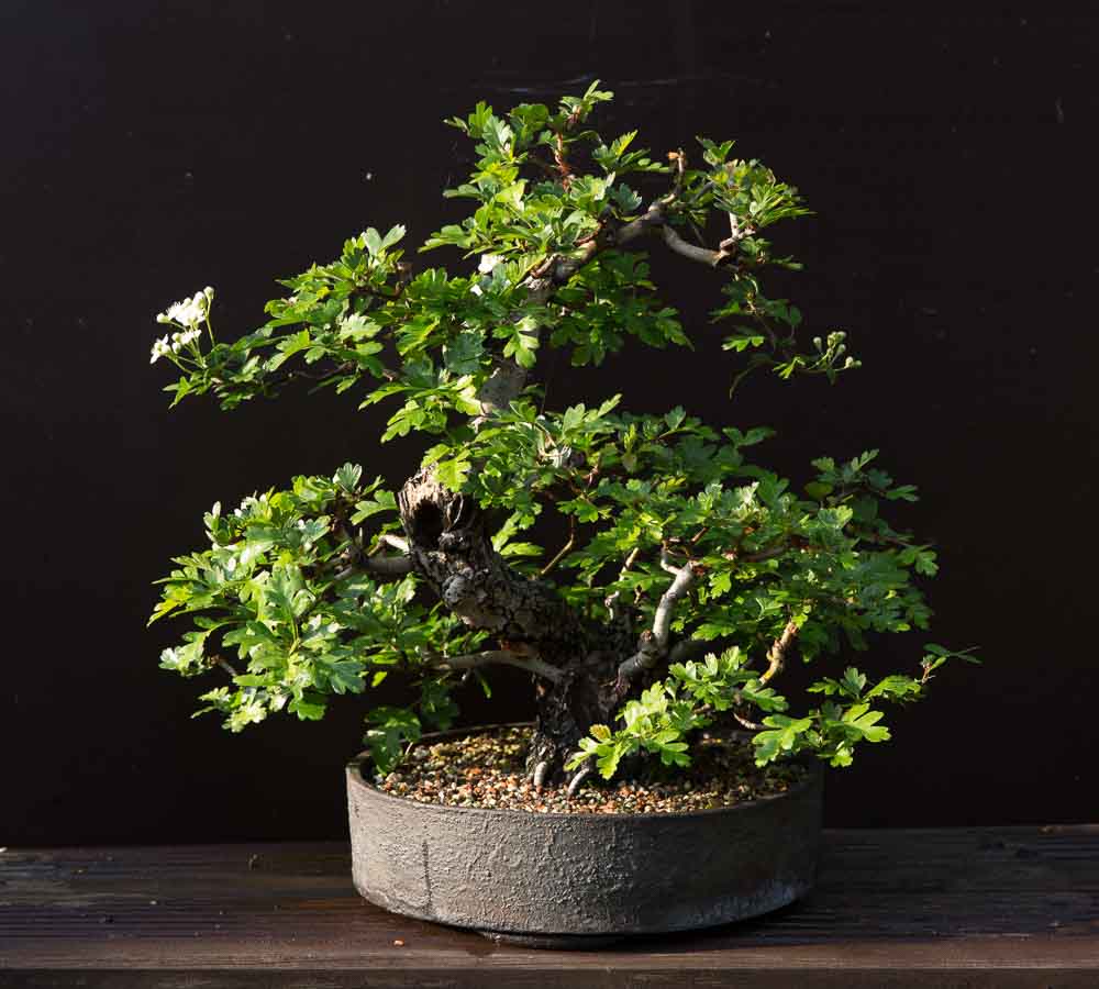 Making Hawthorn bonsai flower