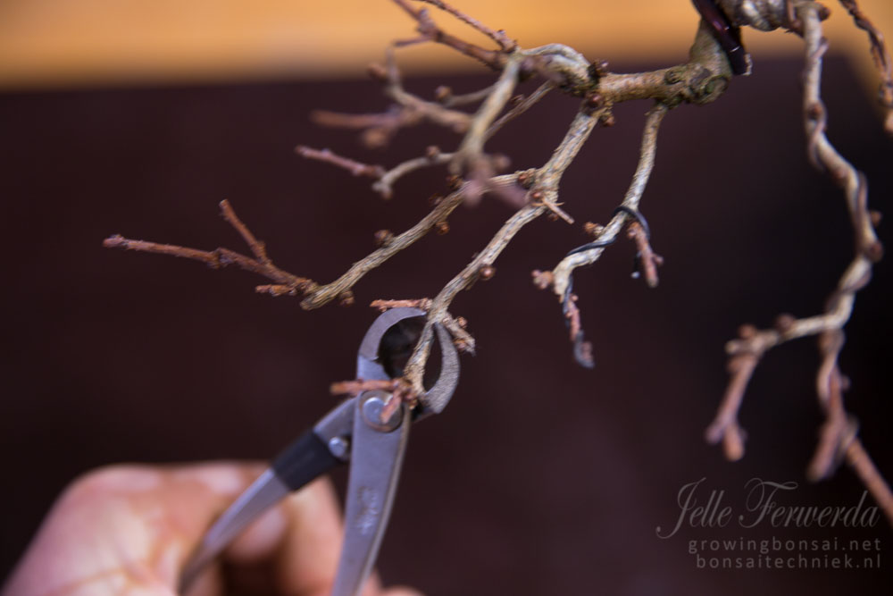 Larch bonsai remove triplets
