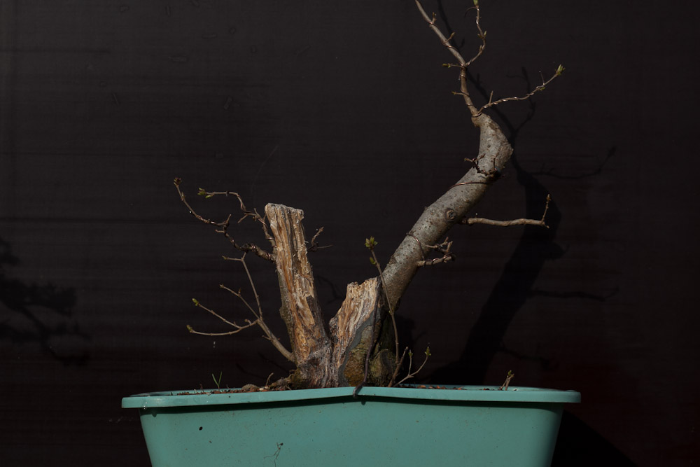 Tronco morado para bonsai