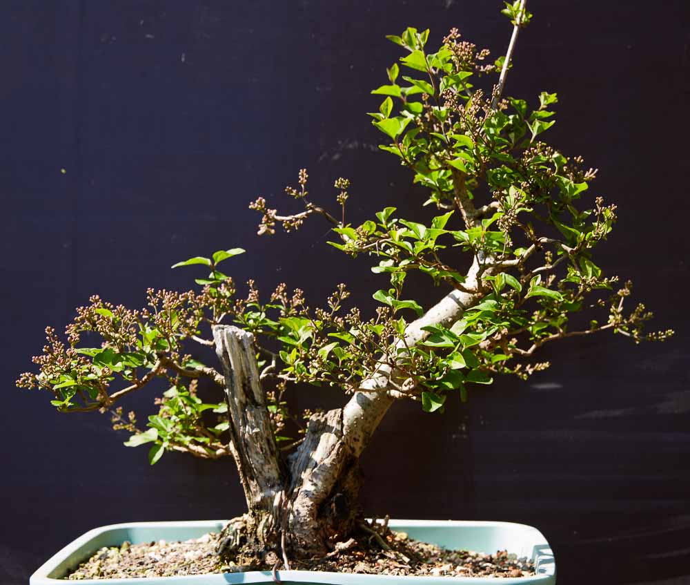 Lilac bonsai budding out